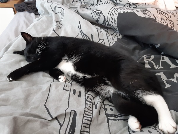 Let's see your sleeping cat pictures