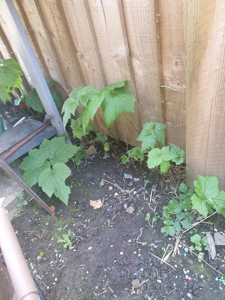Plant iD