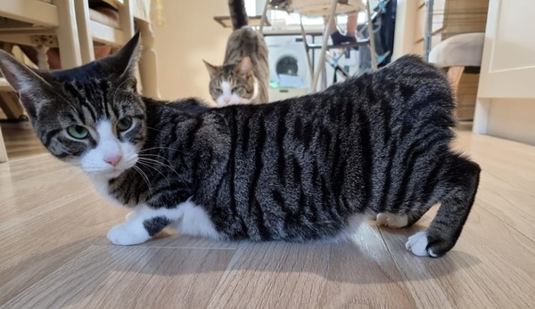 Why is my cat sitting like this?
