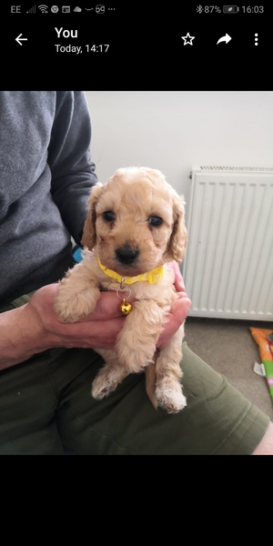 Puppy picking and which sex should I go for?