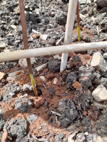 What's stripping the stems of my runner bean plants?