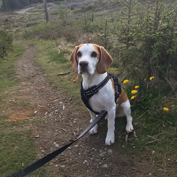 Is there a breed I'm missing?