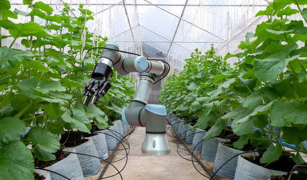 Westminstenders: Sleaze. The Return.