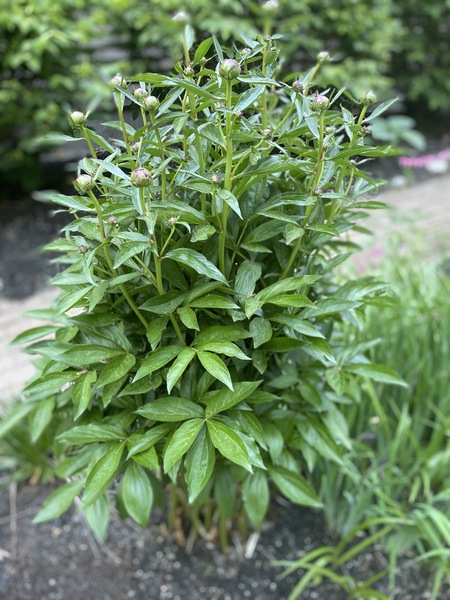 Come and tell me your dull and unexciting news 15: Calmly through the day