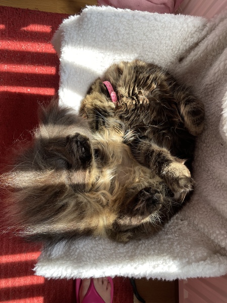 Chez Ollie - All welcome especially Not My Cats. General Cat chat thread