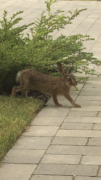 This gorgeous fellow was on my front lawn tonight!