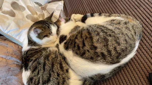 Cats: what do I need to know?
