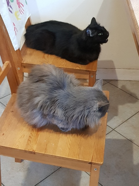 Chez Ollie - All welcome especially Not My Cats. General Cat chat thread