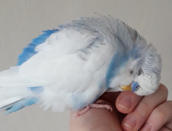 To not know what to do with Perry the Parrot?