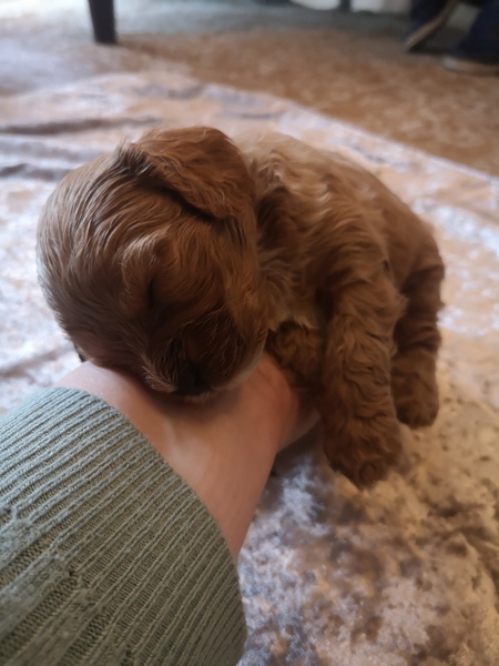 To ask for help to my name my cavapoo