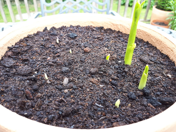calla lilies - have i killed them already?