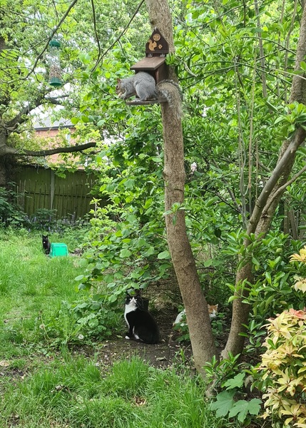 Now he's killing squirrels...
