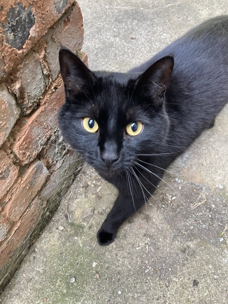 Chez Ollie - All welcome especially Not My Cats. General Cat chat thread