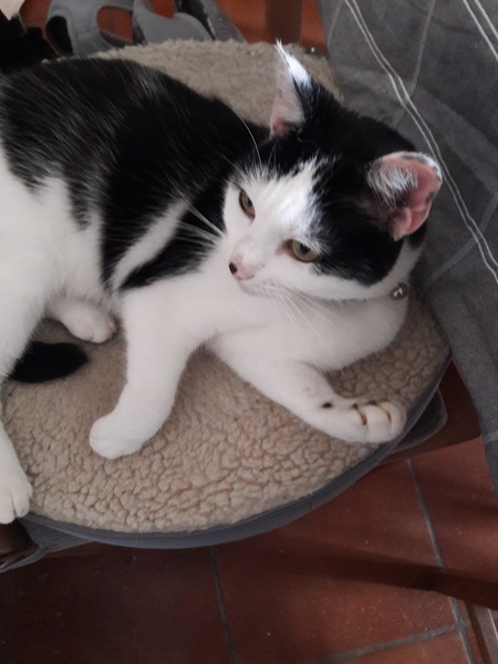 Overgrooming, vets or not?