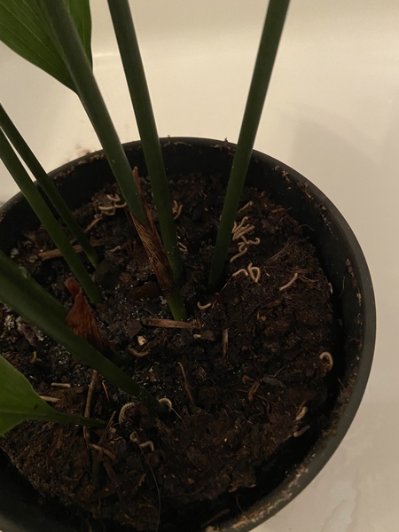Do I need to get rid of this plant?