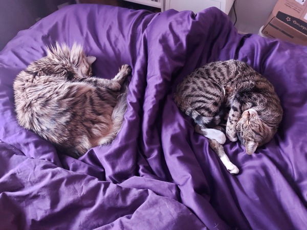 New kittens