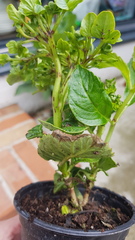 Young Hydrangea Plant - Black spots all over the stem