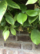 Plant ID please! Amazing scented climber?