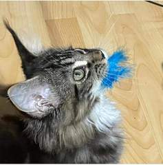 I have a new Grandkitten.