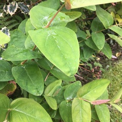 Tutsan or snowberry - plant ID