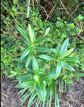 Plant I.D