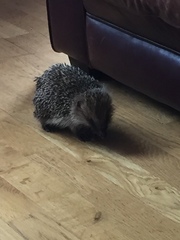 I need some hedgehog help!
