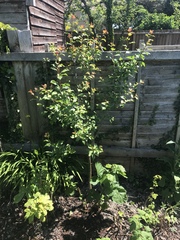 Tree ID please
