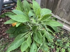 Is there any chance these might be foxgloves..