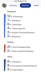 Dog DNA - any guesses?