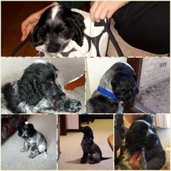 Tell me about cocker spaniels