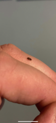 Bugs - please tell me they’re not woodworm beetles!