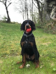Is there a breed I'm missing?