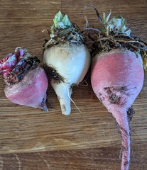 Allotment/Veg Patch Thread 16  Weather weirdness prevails !