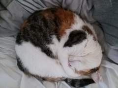 Let's see your sleeping cat pictures