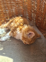 To ask you to avert a war and name our new kitten...