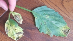 Dahlia - leaves turn yellow/wilted with small  black spots
