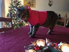 Thug cat part 3.  Unbidden guests are often welcomest when they are gone.