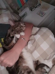 Let's see your sleeping cat pictures