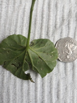 what is wrong with my pelargoniums ? Yellow sand spots on leaves