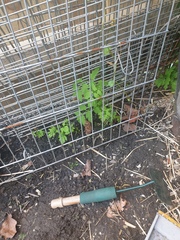 Plant iD