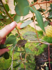 Eucalyptus disease?