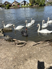 To show you this swan