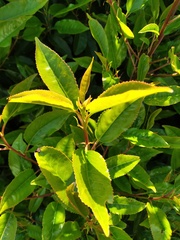 What is the name of this hedging plant??