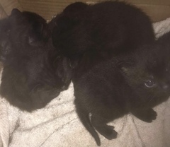 Name ideas for new kitten please