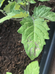 What’s wrong with my tomatoes?