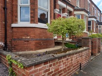 What plants for my front yard?