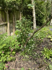 Can anyone ID this tree please?