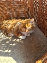 To ask you to avert a war and name our new kitten...