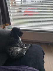 Tell me about cocker spaniels