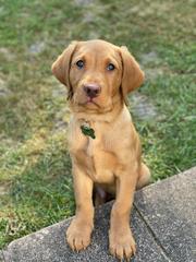 Puppy Survival Thread - May